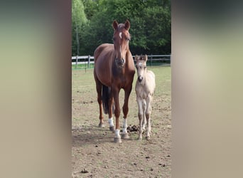 Pony tedesco, Giumenta, , 150 cm, Pelle di daino