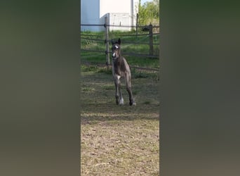 Pony tedesco, Giumenta, , 155 cm, Pelle di daino