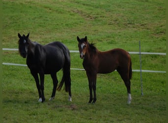 Pony tedesco, Giumenta, Puledri
 (03/2023), Baio