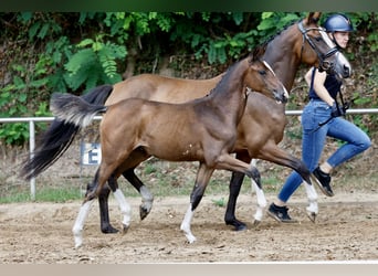 Pony tedesco, Giumenta, Puledri (05/2026), Baio