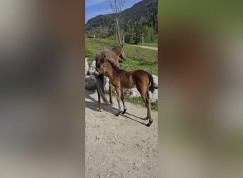Pony tedesco, Giumenta, Puledri
 (03/2024), Baio