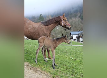 Pony tedesco, Giumenta, Puledri
 (03/2024), Baio