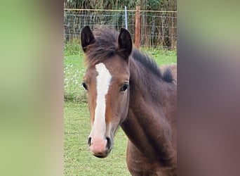 Pony tedesco, Giumenta, Puledri (05/2024), Baio scuro