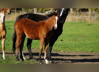 Pony tedesco, Giumenta, Puledri (04/2025)