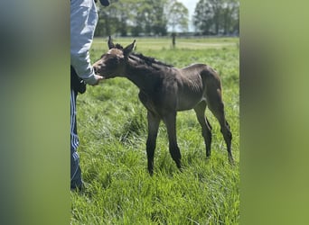 Pony tedesco, Giumenta, Puledri (04/2026)
