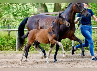Pony tedesco, Giumenta, Puledri (01/2026)