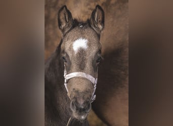 Pony tedesco, Giumenta, Puledri (03/2026)
