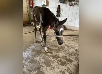 Pony tedesco, Giumenta, Puledri (03/2026)