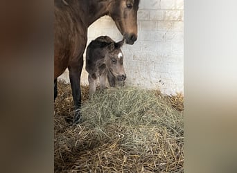 Pony tedesco, Giumenta, Puledri (03/2026)