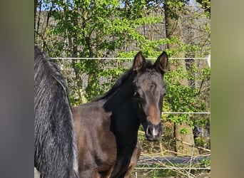 Pony tedesco, Giumenta, Puledri
 (03/2023), Grigio ferro