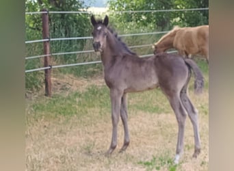 Pony tedesco, Giumenta, Puledri
 (05/2023), Morello