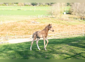 Pony tedesco, Giumenta, , Palomino