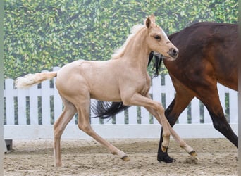 Pony tedesco, Giumenta, Puledri (04/2026), Palomino