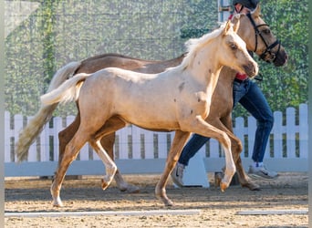 Pony tedesco, Giumenta, Puledri (03/2026), Palomino