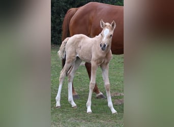 Pony tedesco, Giumenta, , Palomino