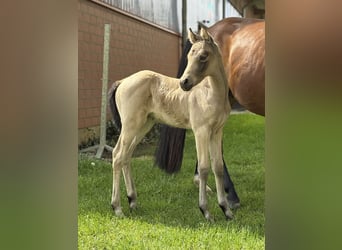 Pony tedesco, Giumenta, Puledri (05/2026), Pelle di daino