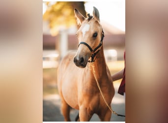 Pony tedesco, Giumenta, Puledri (05/2025), Pelle di daino