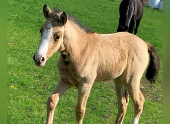 Pony tedesco, Giumenta, Puledri (03/2026), Pelle di daino