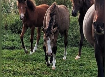Pony tedesco, Giumenta, Puledri (03/2026), Pelle di daino