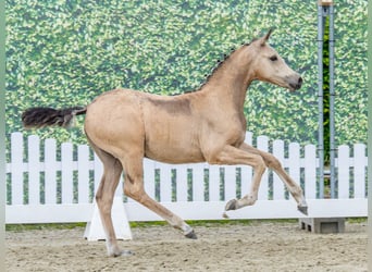 Pony tedesco, Giumenta, Puledri (02/2026), Pelle di daino