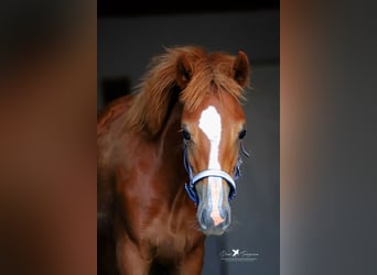 Pony tedesco, Giumenta, Puledri
 (02/2024), Sauro