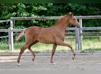 Pony tedesco, Giumenta, Puledri (04/2026), Sauro