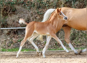 Pony tedesco, Giumenta, Puledri
 (03/2024), Sauro