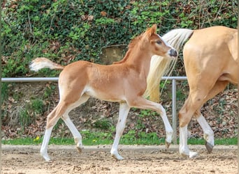 Pony tedesco, Giumenta, Puledri
 (03/2024), Sauro