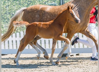 Pony tedesco, Giumenta, Puledri (06/2026), Sauro