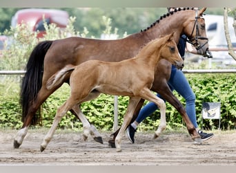 Pony tedesco, Giumenta, Puledri (05/2026), Sauro