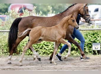 Pony tedesco, Giumenta, Puledri (05/2026), Sauro