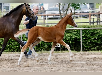 Pony tedesco, Giumenta, Puledri (03/2026), Sauro