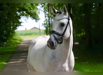 Pony tedesco, Stallone, 10 Anni, 147 cm, Grigio