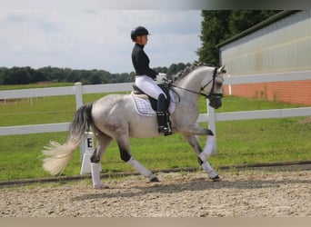 Pony tedesco, Stallone, 10 Anni, 147 cm, Grigio