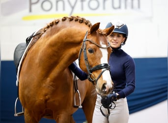 Pony tedesco, Stallone, 11 Anni, 148 cm, Sauro scuro
