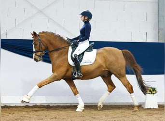 Pony tedesco, Stallone, 11 Anni, 148 cm, Sauro scuro