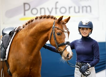 Pony tedesco, Stallone, 11 Anni, 148 cm, Sauro scuro