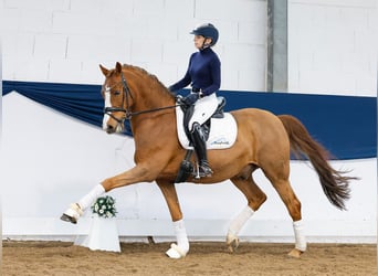 Pony tedesco, Stallone, 11 Anni, 148 cm, Sauro scuro