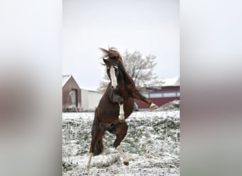 Pony tedesco, Stallone, 16 Anni, 148 cm, Sauro scuro