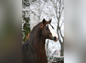 Pony tedesco, Stallone, 16 Anni, 148 cm, Sauro scuro