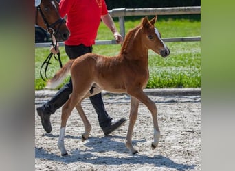 Pony tedesco, Stallone, 1 Anno, 120 cm, Sauro scuro