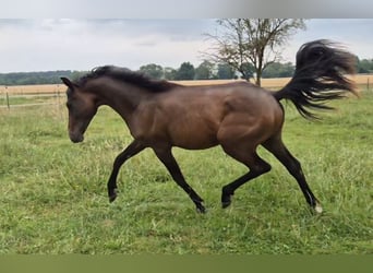 Pony tedesco, Stallone, 1 Anno, 139 cm, Baio scuro