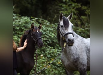 Pony tedesco Mix, Stallone, 1 Anno, 140 cm