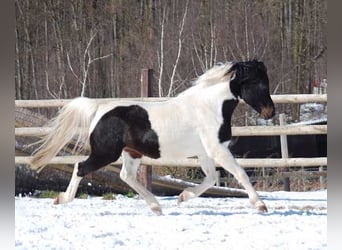 Pony tedesco, Stallone, 1 Anno, 145 cm, Baio roano
