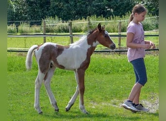 Pony tedesco, Stallone, 1 Anno, 145 cm, Baio roano