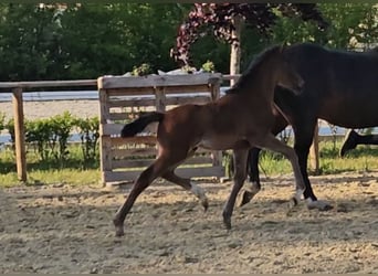 Pony tedesco, Stallone, 1 Anno, 146 cm, Baio scuro