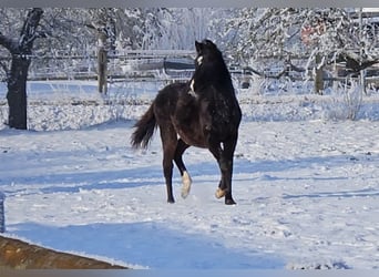 Pony tedesco, Stallone, 1 Anno, 146 cm, Baio scuro