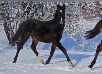 Pony tedesco, Stallone, 1 Anno, 146 cm, Baio scuro
