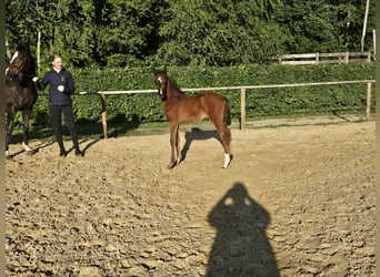 Pony tedesco, Stallone, 1 Anno, 146 cm, Baio scuro