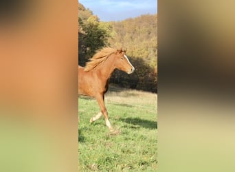 Pony tedesco, Stallone, 1 Anno, 146 cm, Sauro